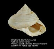 MIOCENE-SERRAVALLIAN Gibbula pontileviensis